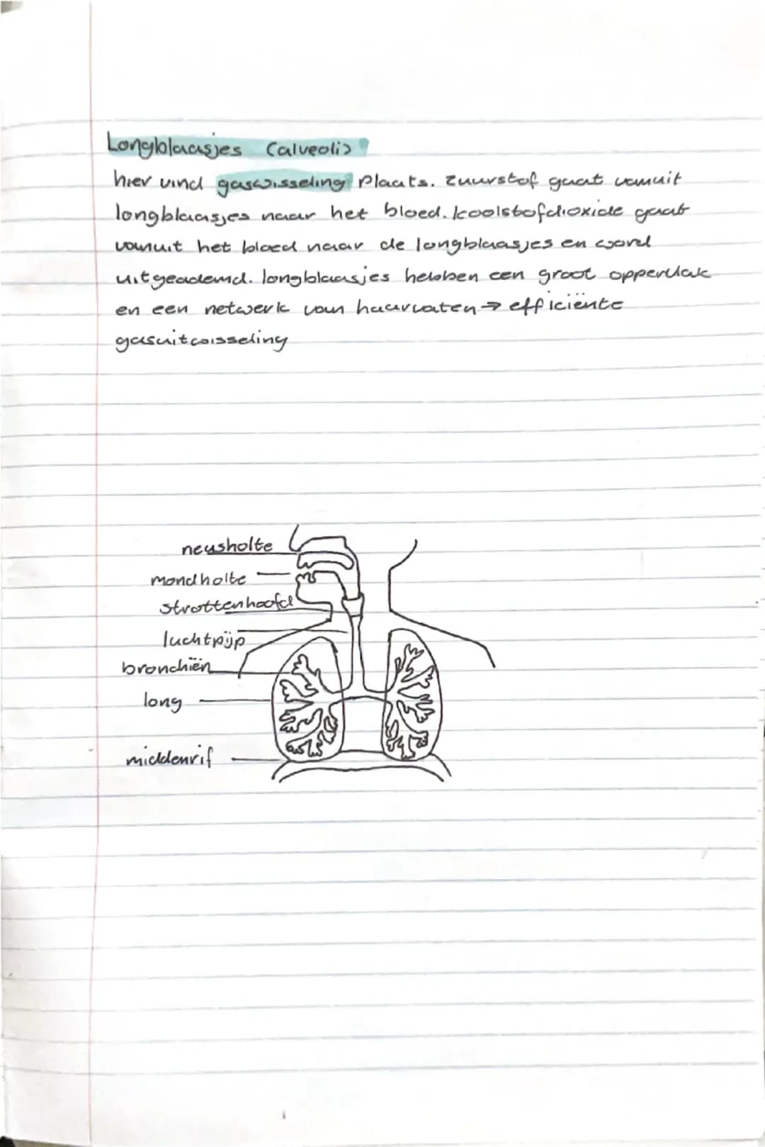 # Ademhalingsstelsel biologie chvj 7.33

voor verbranding heb je zuurstof nodig. zuurstof neem je op uit lucht met je longen. ook je neus en