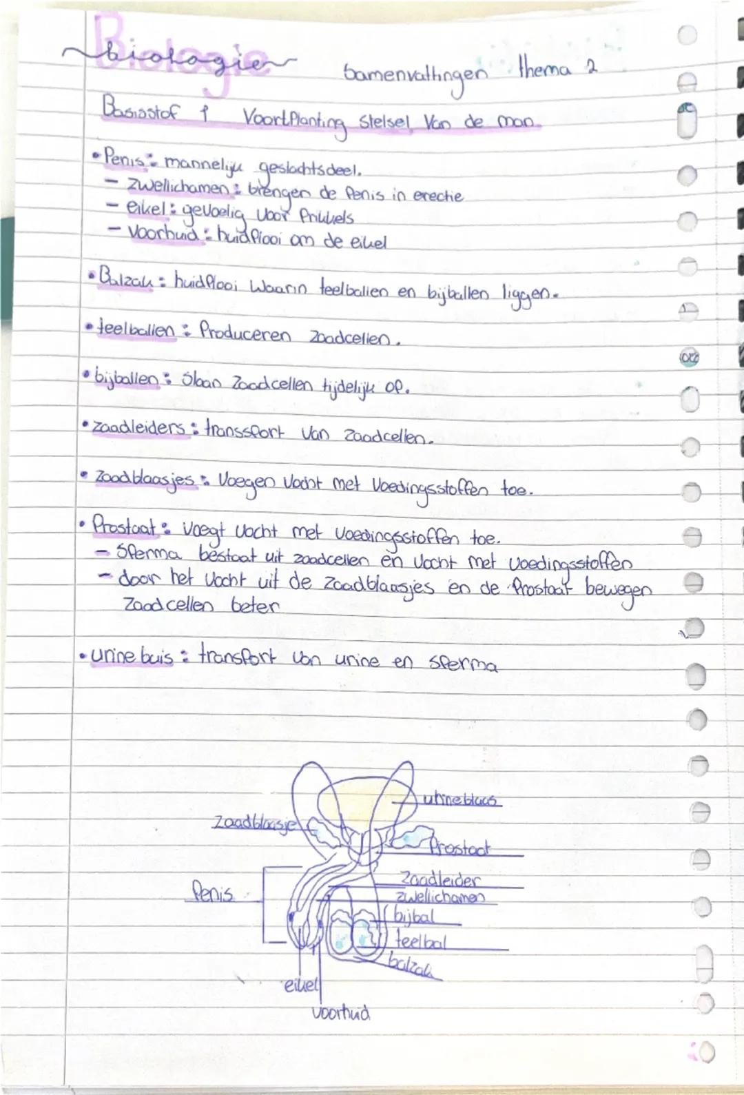 ## biologien samenvattingen thema 2

**Basisstof 1 Voortplanting Stelsel Van de man**

* **Penis:** mannelijk geslachtsdeel.
    * Zwellicha