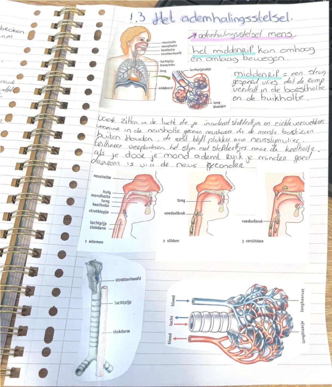 Biologie: Inzicht in het Ademhalingsstelsel