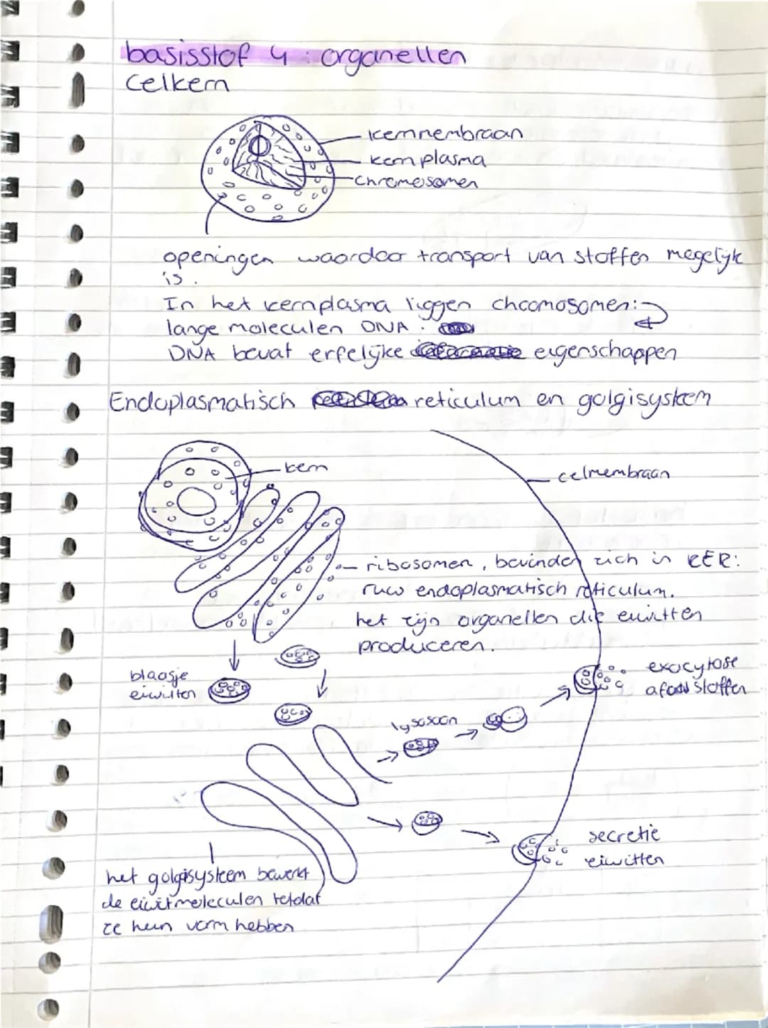 ## basisstof 4: organellen

Celkern

- kernmembraan
- kernplasma
- chromosomen

openingen waardoor transport van stoffen mogelijk
is.

In he
