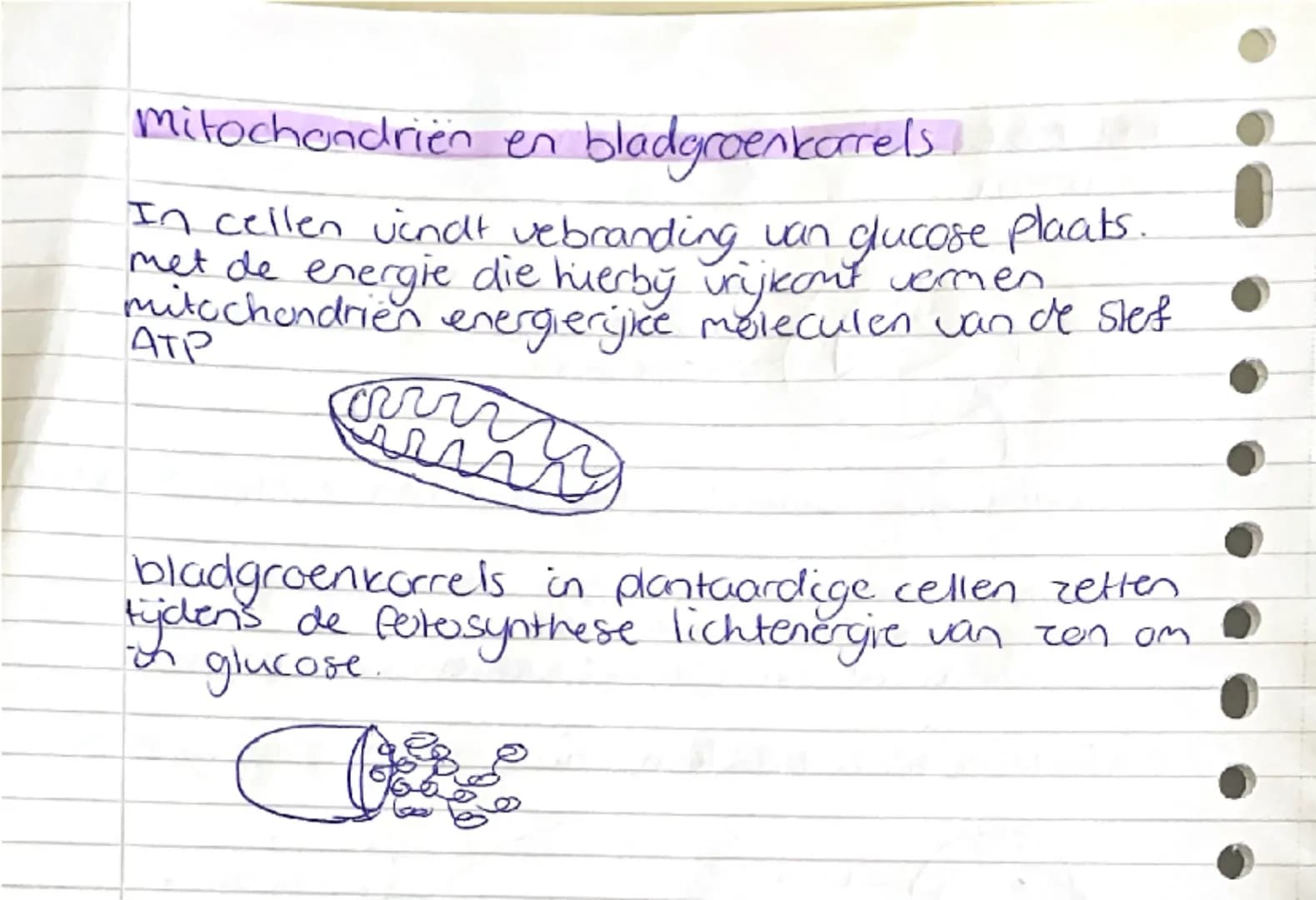 ## basisstof 4: organellen

Celkern

- kernmembraan
- kernplasma
- chromosomen

openingen waardoor transport van stoffen mogelijk
is.

In he