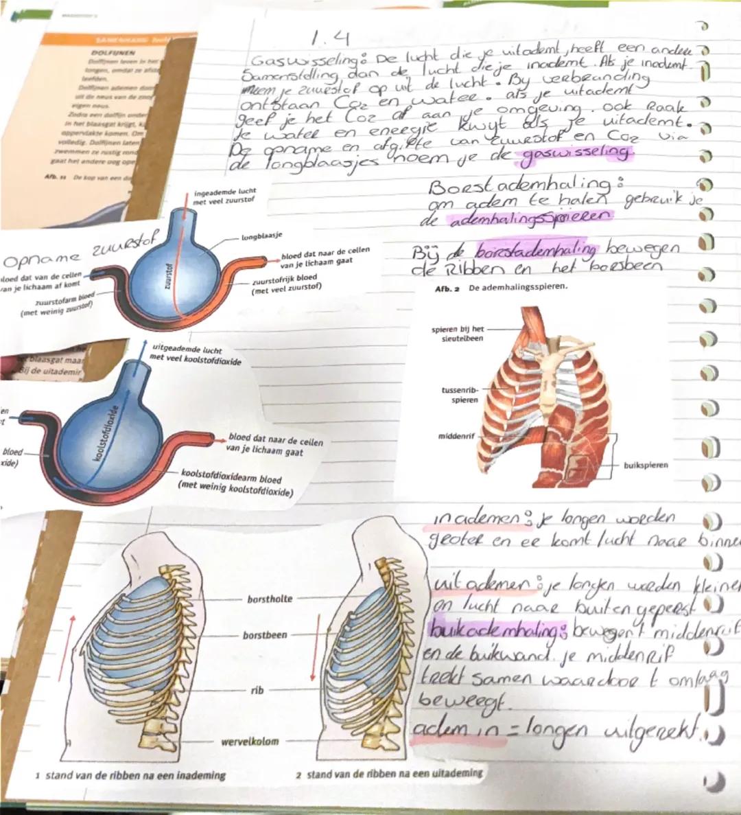 DOLFUNEN
en
t
Zodra
het laangat Art A
oppervlakte komen. Om
vollledig. Dollinen Laten
zwemmen ze rustig
gaat het andere oog ope
A. De kup

O