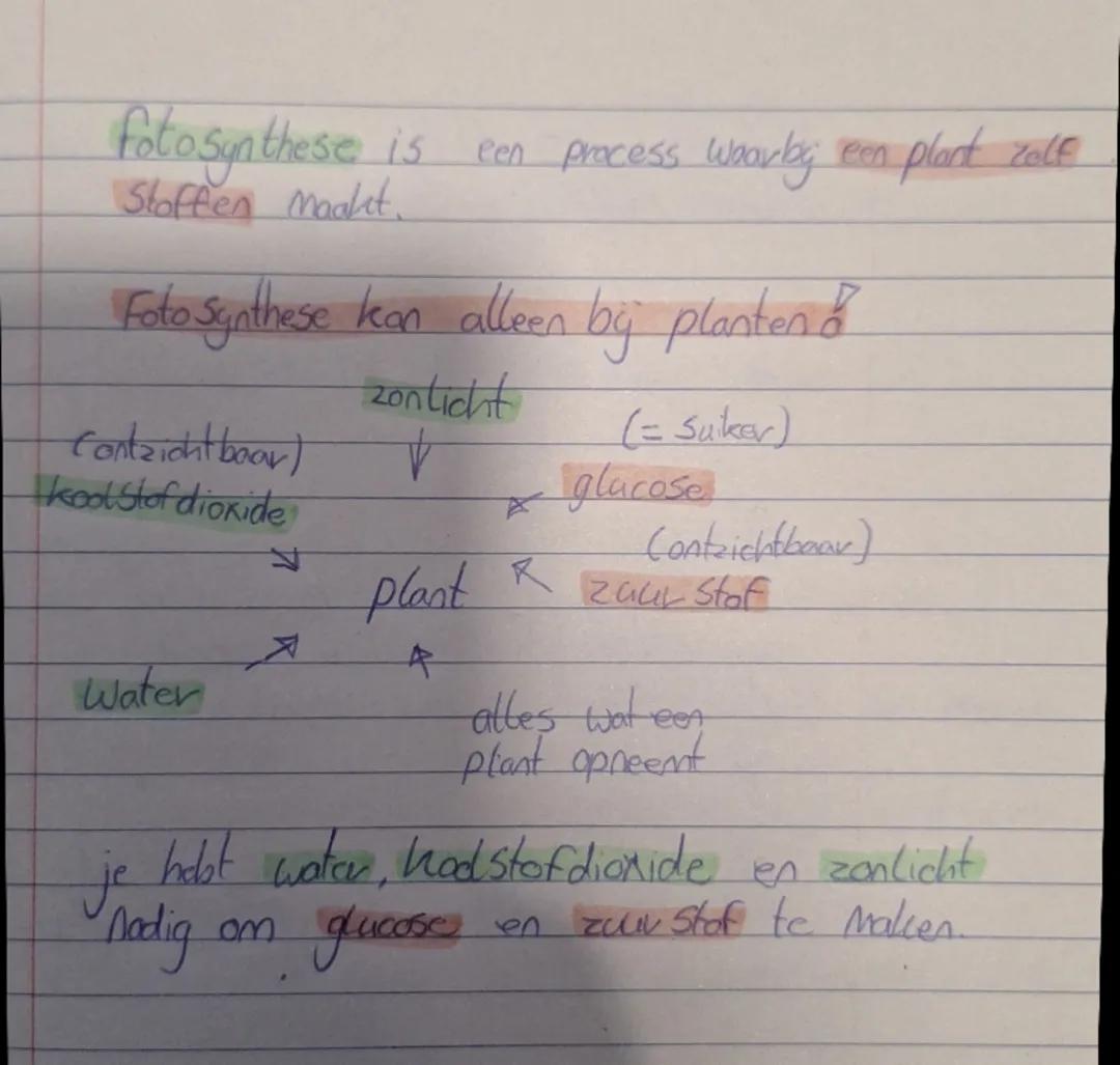 Fotosynthese bij planten biologie bvj malmberg 2/3 havo/VWO boek A