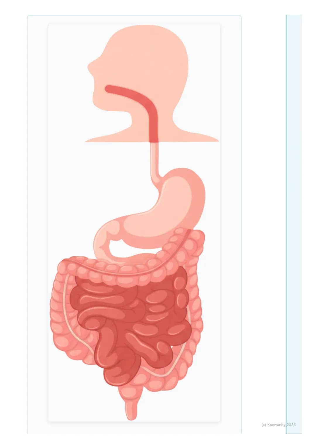 # Human Body Systems

An introduction to body systems

The human body is made up of lots of different parts that all have to work
together. 
