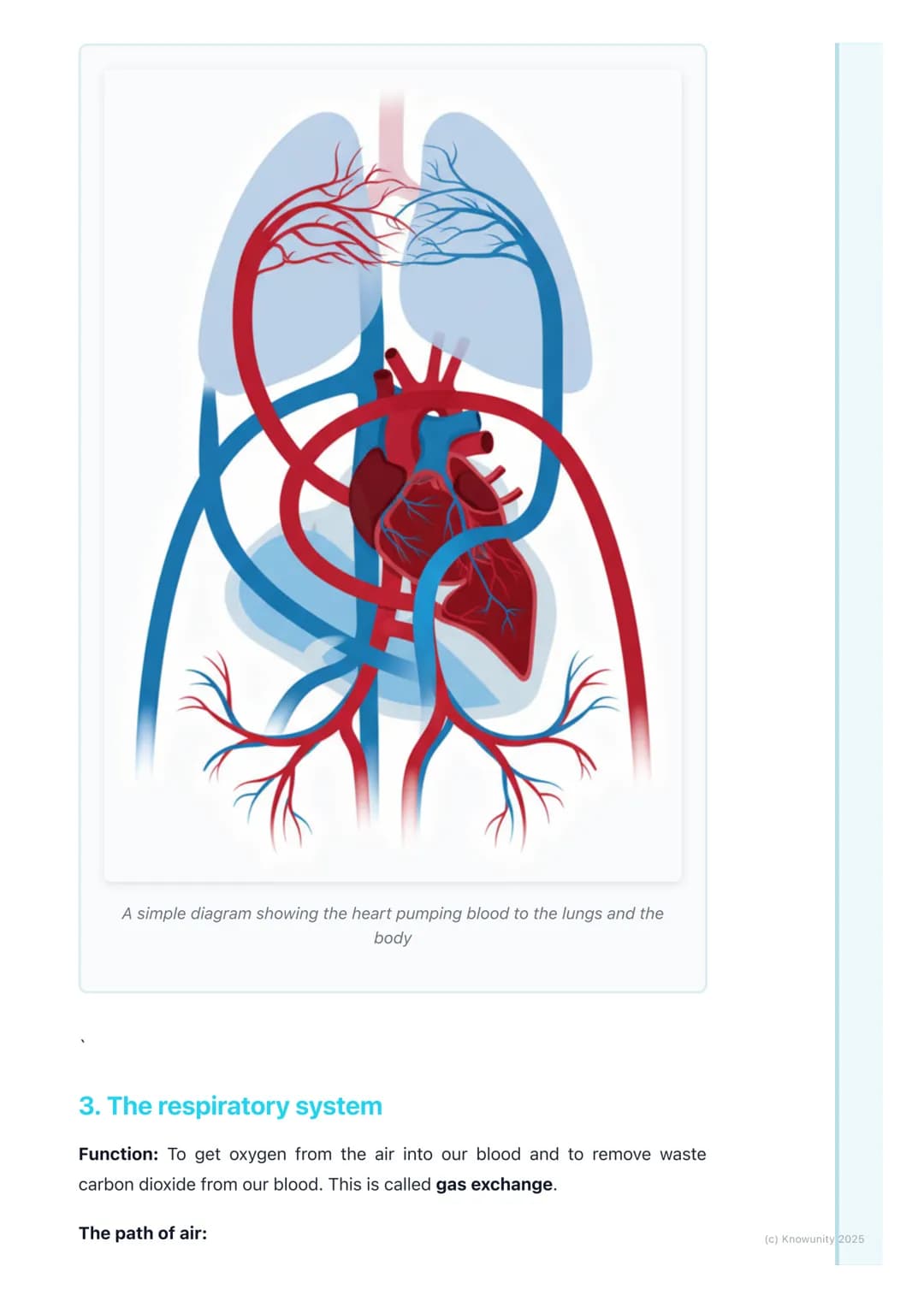 # Human Body Systems

An introduction to body systems

The human body is made up of lots of different parts that all have to work
together. 