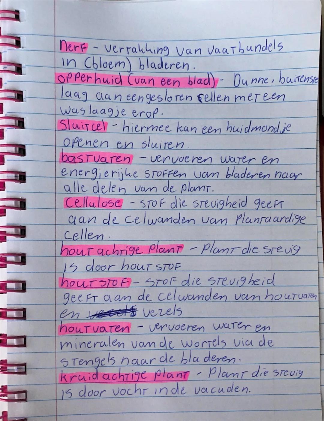 Nerf - Verrakking van Jaatbundels
in (bloem) bladeren.
opperhuid (van een blad) - Dunne, buitenste
laag aan eengesloren sellen met een
Was l