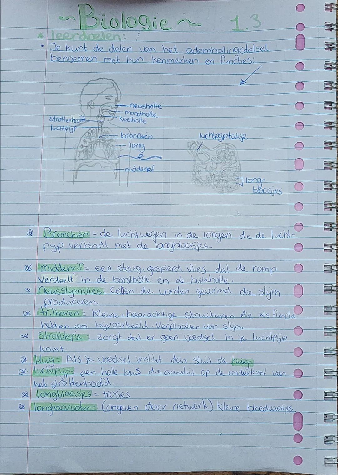 # Biologie 1.3

* leerdoelen:

*   Je kunt de delen van het ademhalingstelsel

benoemen met hun kenmerken en functies:

Strottenhoot
luchipi