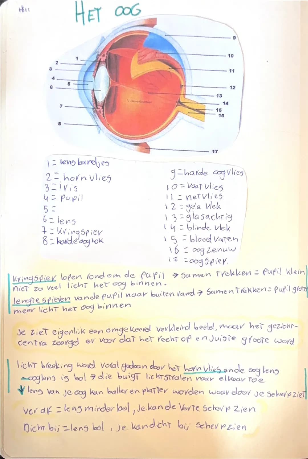 Biologie zintuigen.