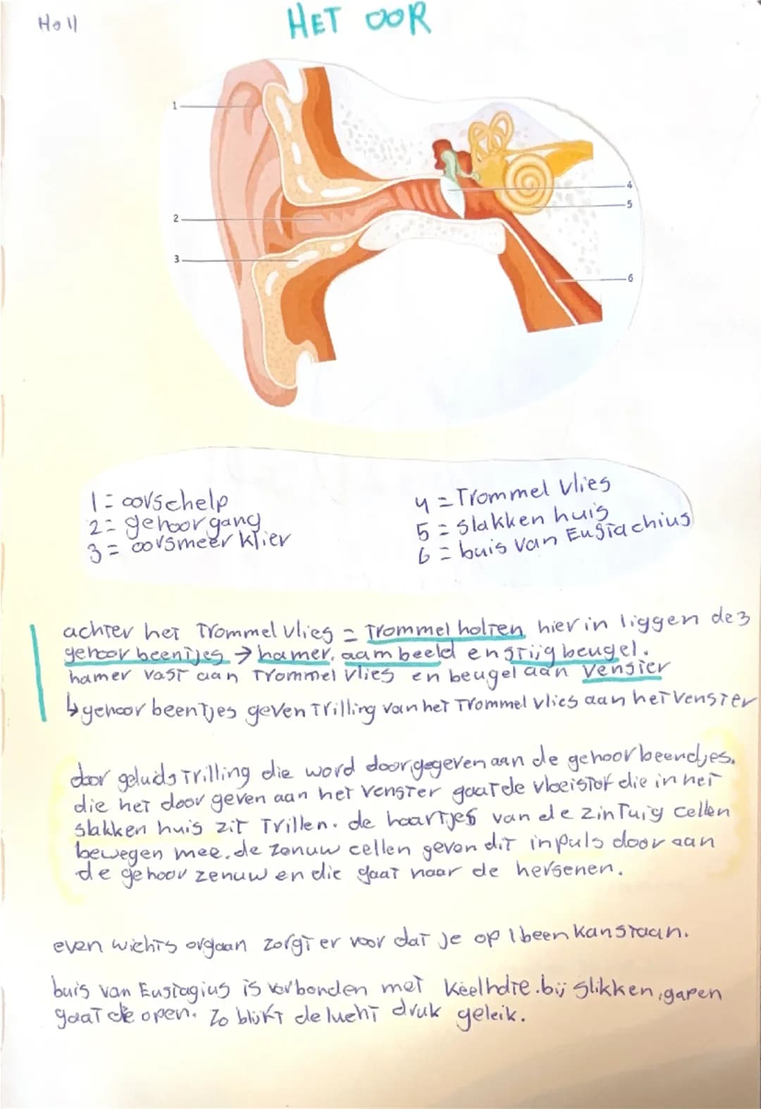 # HET OOG

ظ
7
8
17
10
11
12
13
14
15
16
1= lens bandjes
2- horn vlies
3-vis
4= Papil
5=
6= lens
7= Kringspier
8- karde oog hok
g-harde cogv