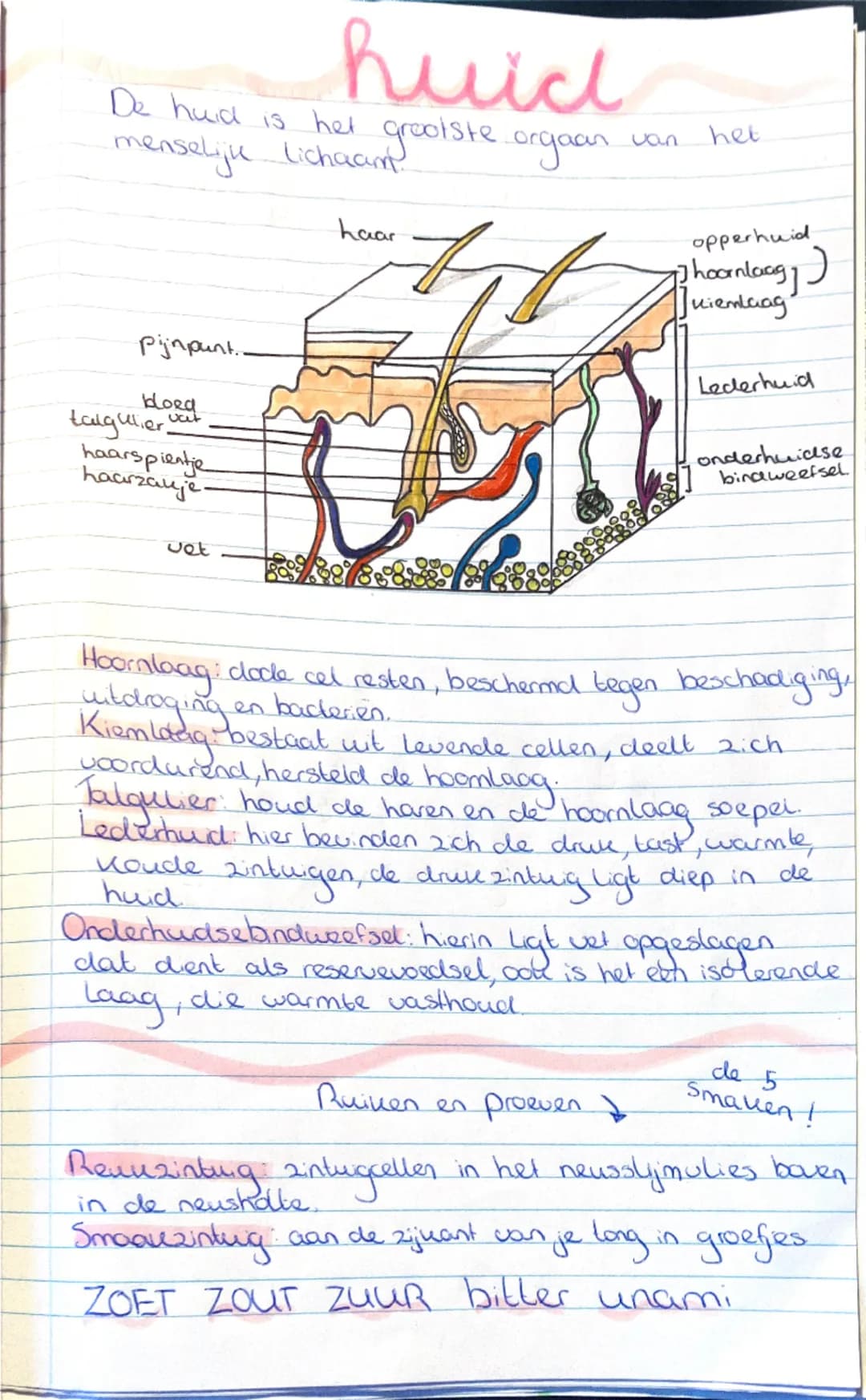 Biologie: de huid!