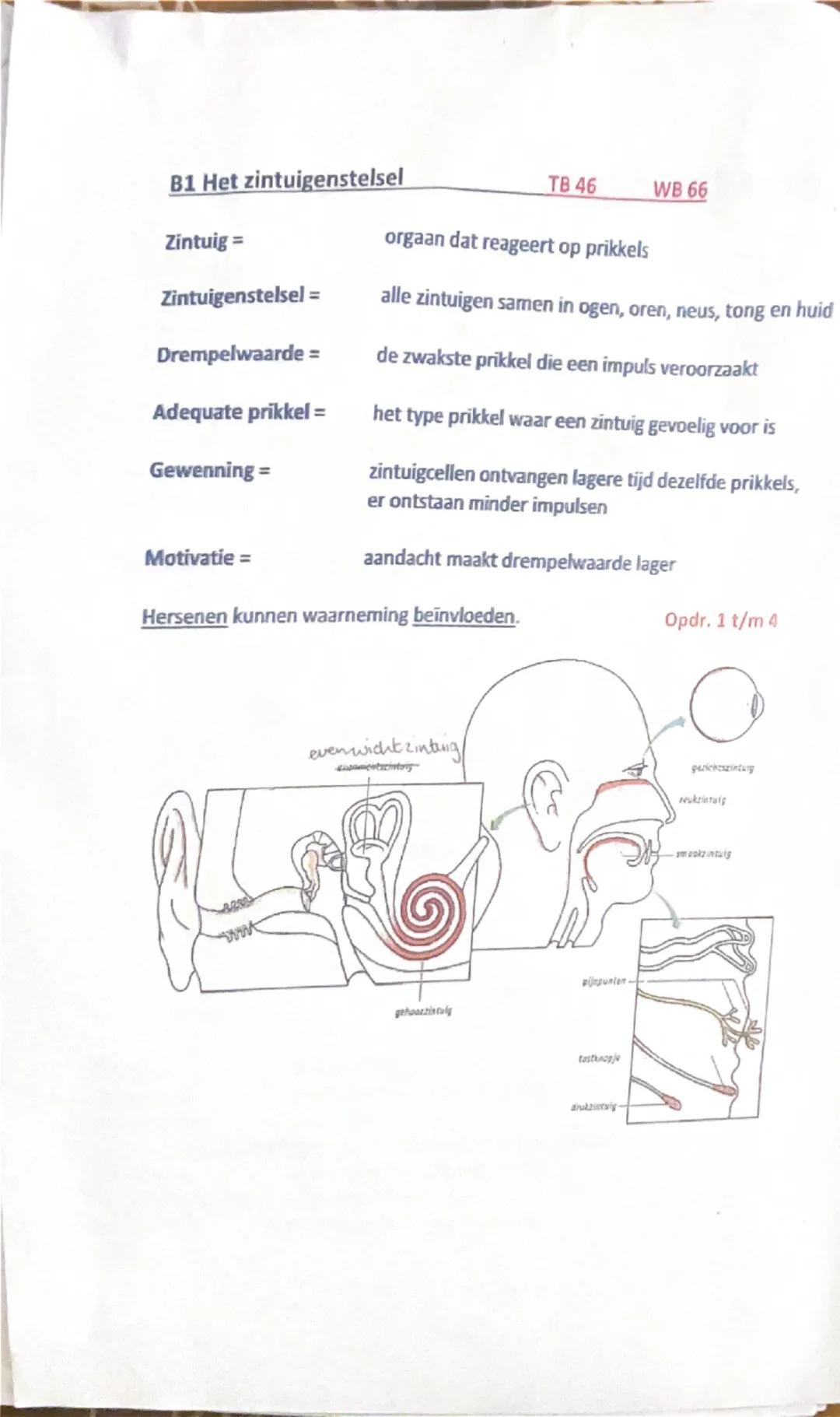 B1 Het zintuigenstelsel
TB 46
WB 66
Zintuig = orgaan dat reageert op prikkels
Zintuigenstelsel = alle zintuigen samen in ogen, oren, neus, t