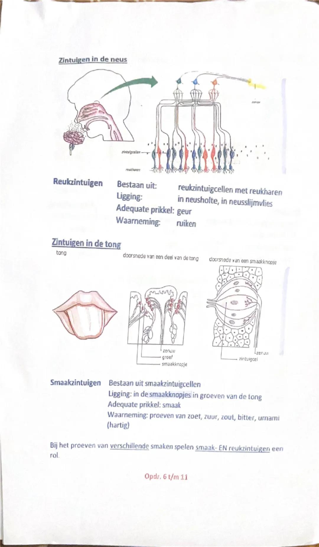 B1 Het zintuigenstelsel
TB 46
WB 66
Zintuig = orgaan dat reageert op prikkels
Zintuigenstelsel = alle zintuigen samen in ogen, oren, neus, t