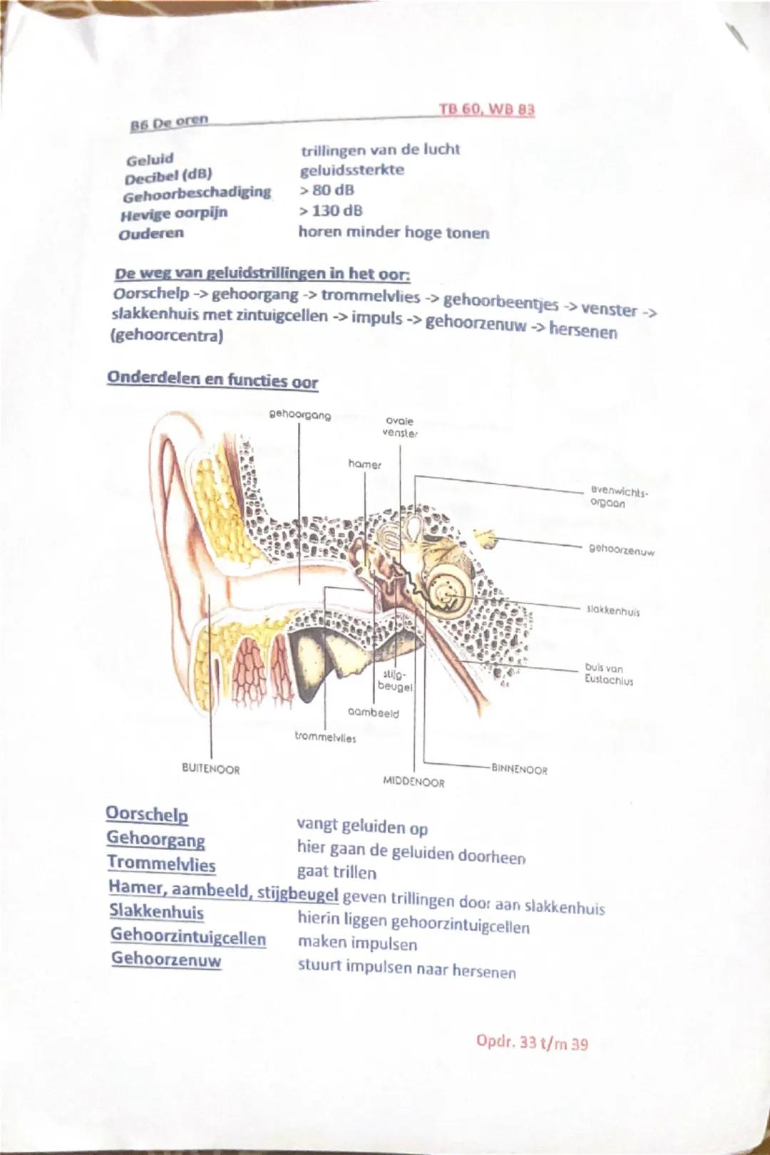 B1 Het zintuigenstelsel
TB 46
WB 66
Zintuig = orgaan dat reageert op prikkels
Zintuigenstelsel = alle zintuigen samen in ogen, oren, neus, t