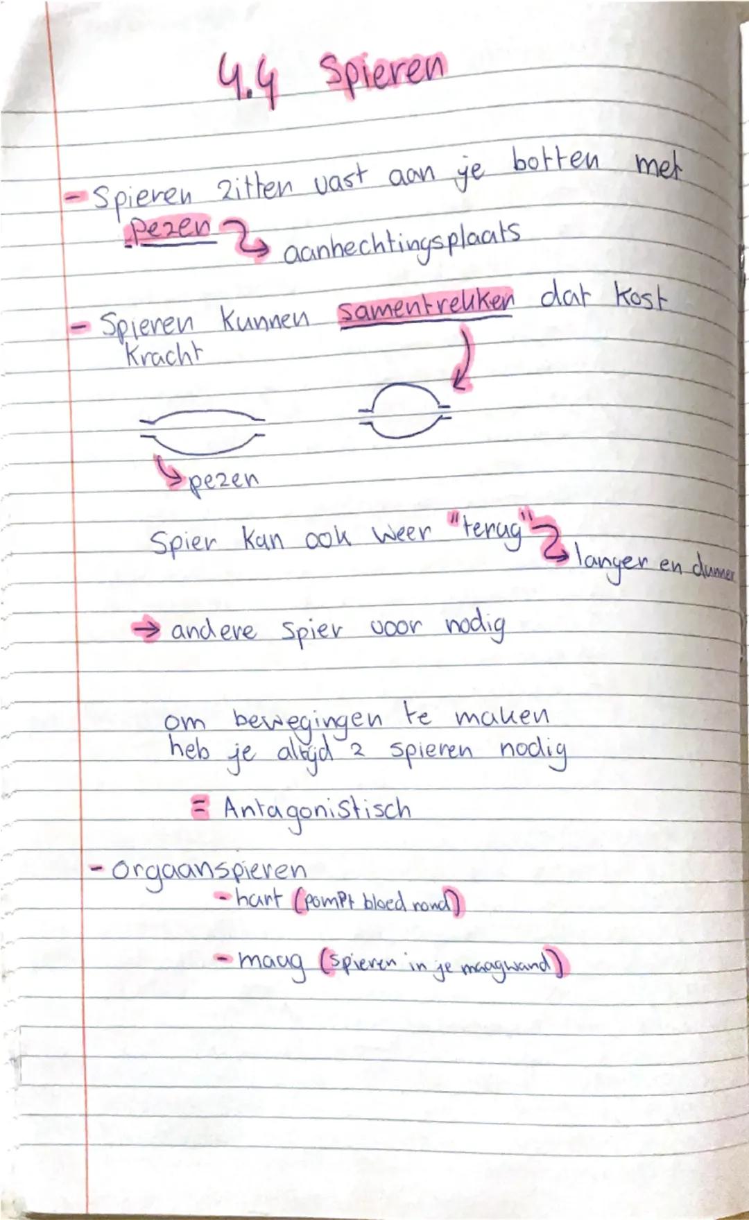 hand
4.1
Skelet
Skelet (geroomte) bestaan uit
ongu. 200 botten.
borstkas → borst wewels
→ ribben
→ borstbeen
Schoudergordel → Sleutel been
→