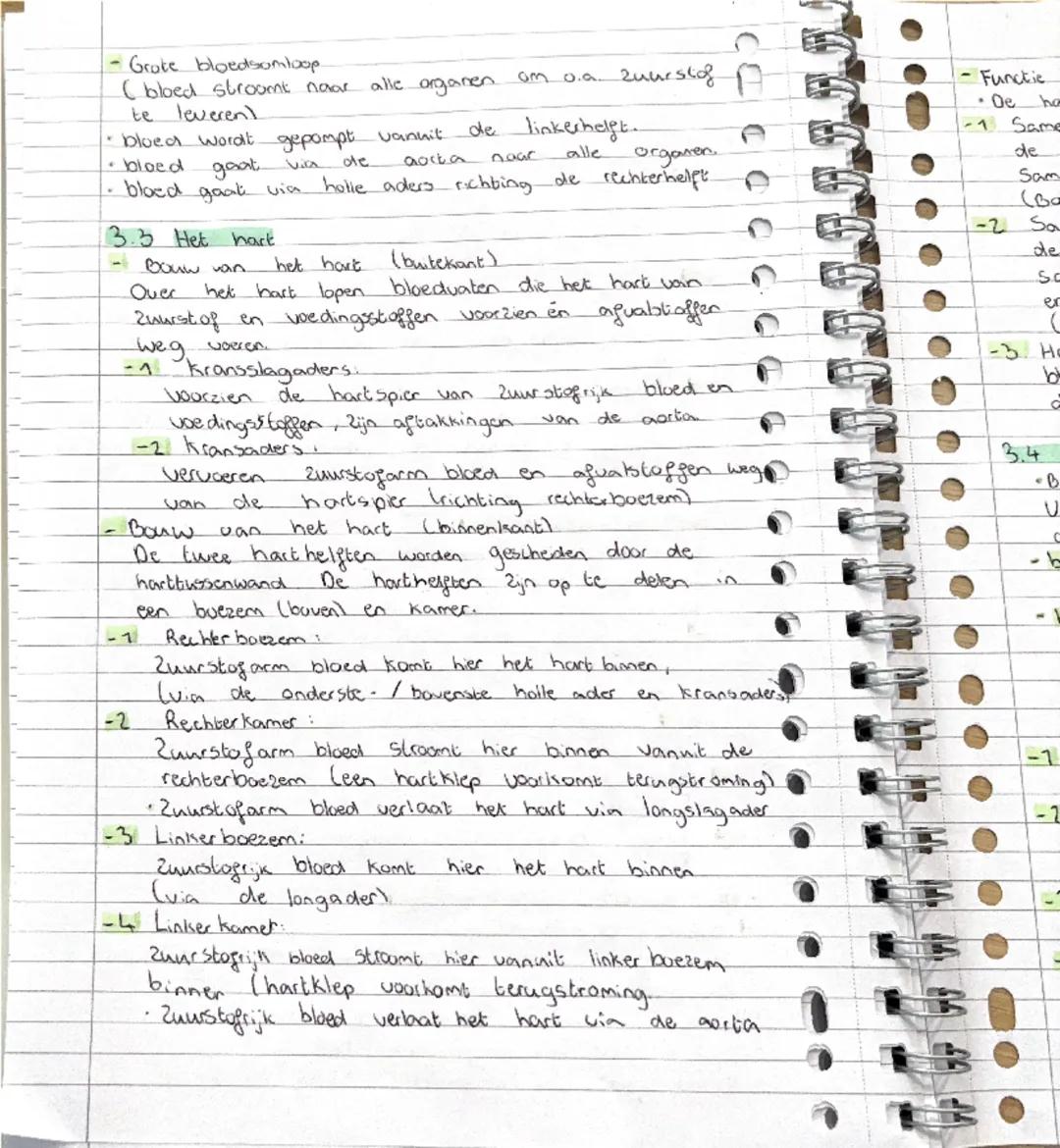 3.2 de bloedsomloop
• Typen Bloed vat
Het hark pompt bloed. door bloedvatten. De weg de
het bloed door je lichaam aflegt, noemje de
bloedsom