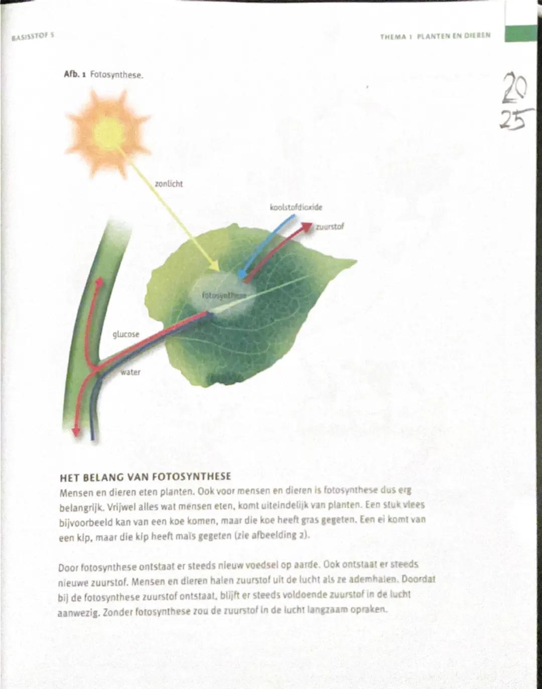 BASISSTOF S

Afb. 1 Fotosynthese.

glucose

water

zonlicht

koolstofdioxide

zuurstof

fotosynthese

THEMA I PLANTEN EN DIEREN

HET BELANG 