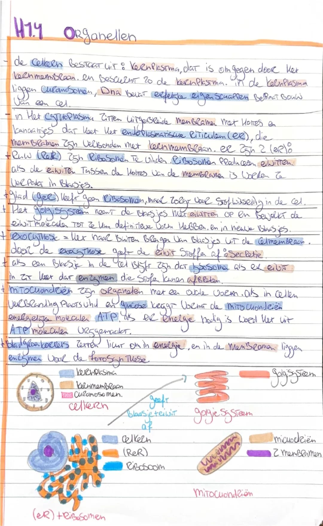 Biologie h1.4 organnelen 