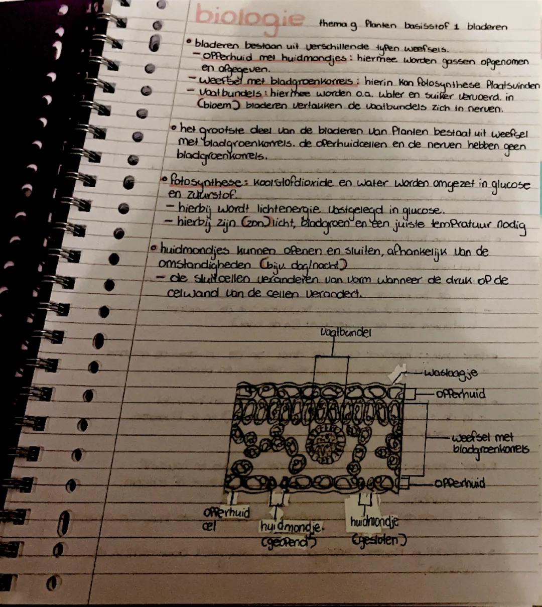 Samenvatting Biologie: Thema 9, Basistof 1 - Bladeren