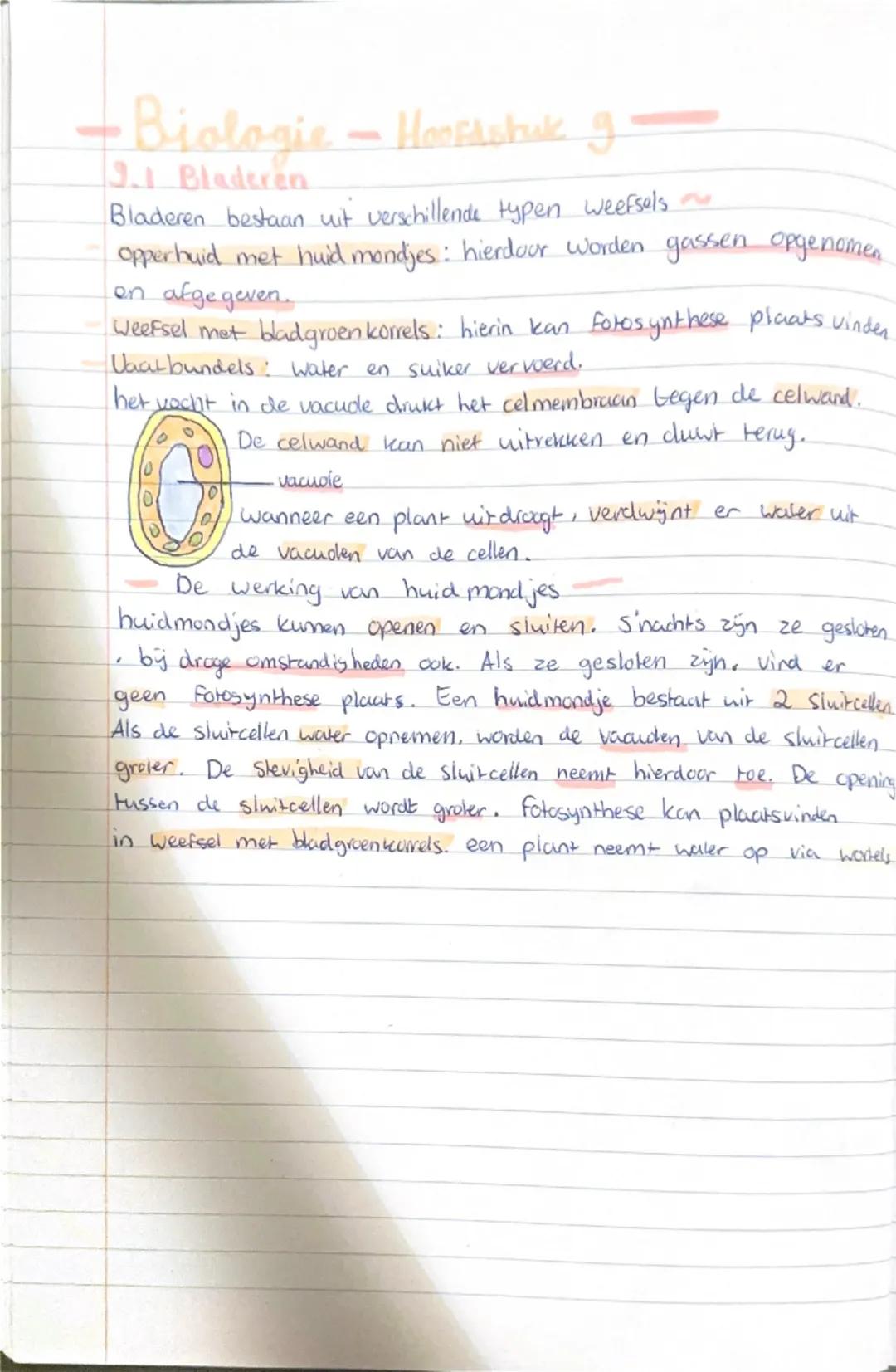 -Biologie-Hoofdstuk g

9.1 Bladeren.

Bladeren bestaan uit verschillende typen weefsels

opperhuid met huid mondjes: hierdoor worden gassen 