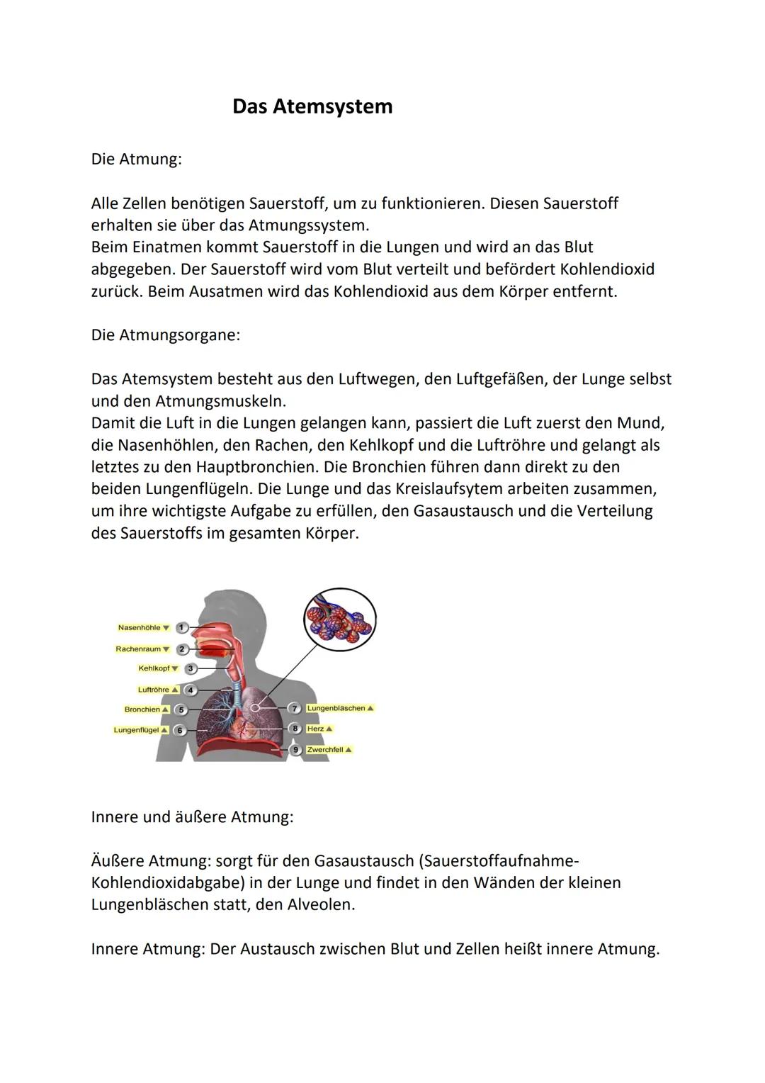 # Das Atemsystem

Die Atmung:

Alle Zellen benötigen Sauerstoff, um zu funktionieren. Diesen Sauerstoff
erhalten sie über das Atmungssystem.