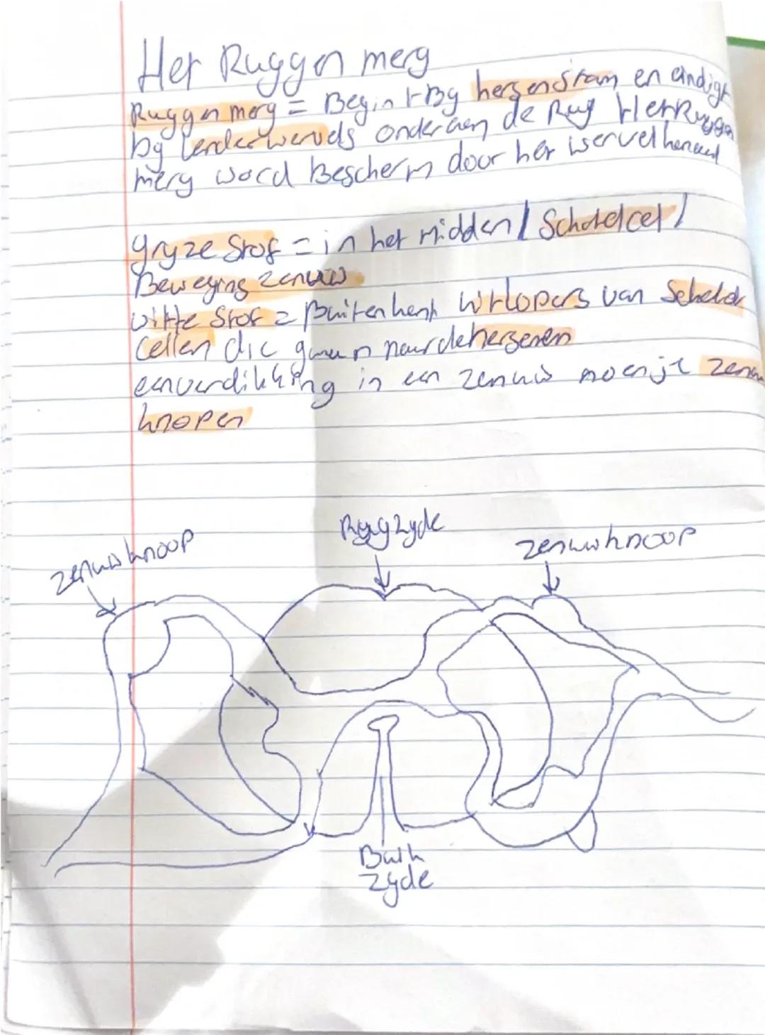 Overzicht van Ruggenmerg in Biologie Thema 10