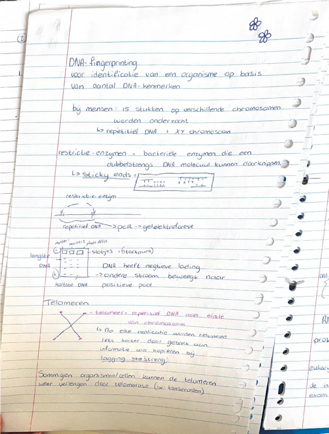 # Biologie - DNA

1: bouw van DNA

DNA bestaat uit nucleotiden


[diagram of nucleotide]




elke DNA-streng heeft een bepaalde richting:

[