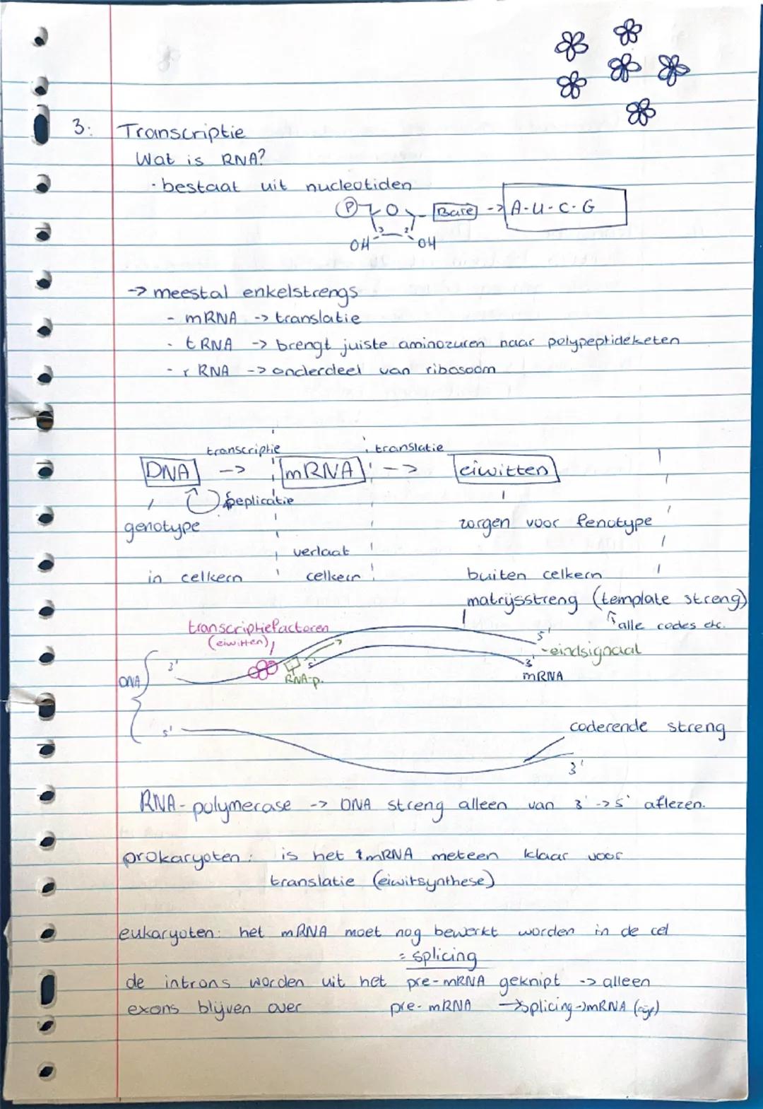 # Biologie - DNA

1: bouw van DNA

DNA bestaat uit nucleotiden


[diagram of nucleotide]




elke DNA-streng heeft een bepaalde richting:

[