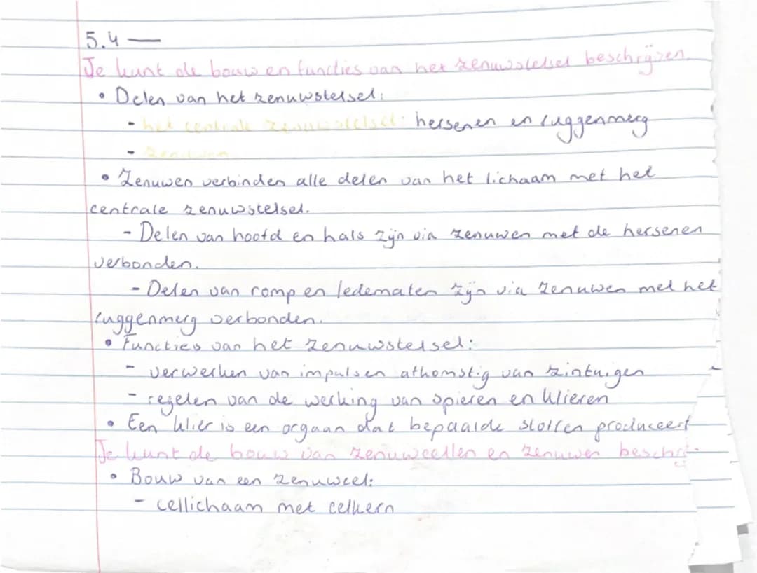 samenvatting zenuwstelsel
