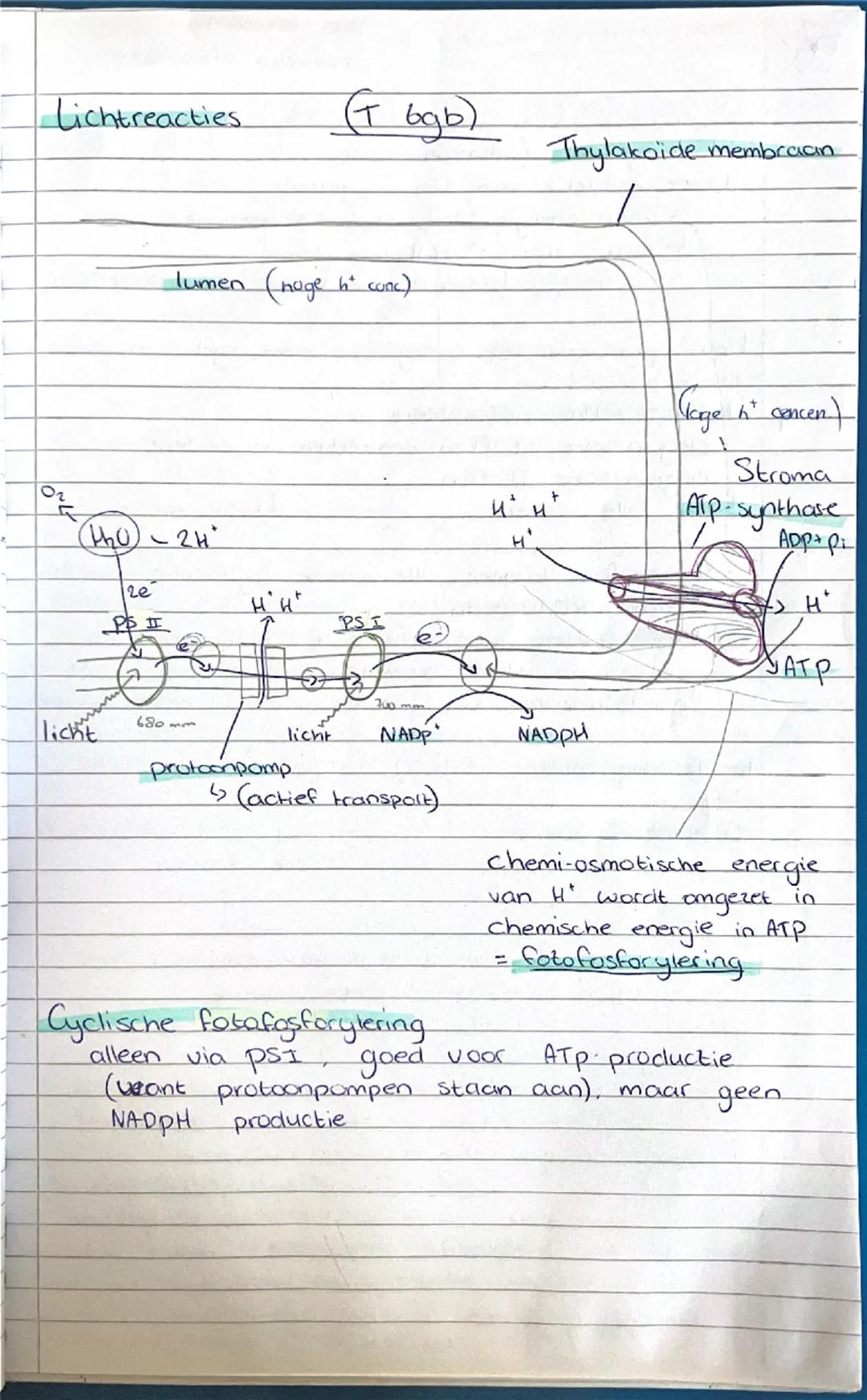 Biologie - Stofwisseling
1: Chemie in cellen
Stofwisseling alle chemische reacties van een organisme
(metabolisme)
↳ stoff stufwisselingspro