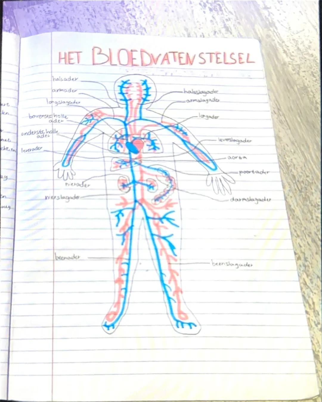 ## HET BLOEDVATEN STELSEL

halsader
armader
longslagader
bovers te holle
ader
onderste holle
ader
leverader
nierader
beenader
---
halsslagad