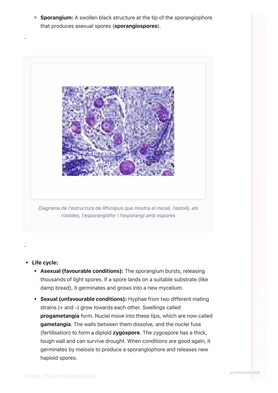 # Fungi

General characteristics of fungi

Fungi are a unique kingdom of organisms, separate from plants and animals.
They are eukaryotic, m