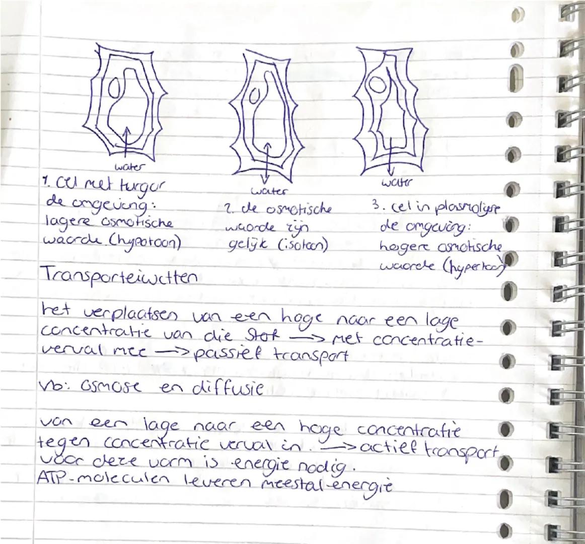 # basisstof 5: Transport Door membranen
concentratie

concentratie geeft de hoeveelheid
opgeloste stof in een bepaalde hoeveelheid
oplosmidd