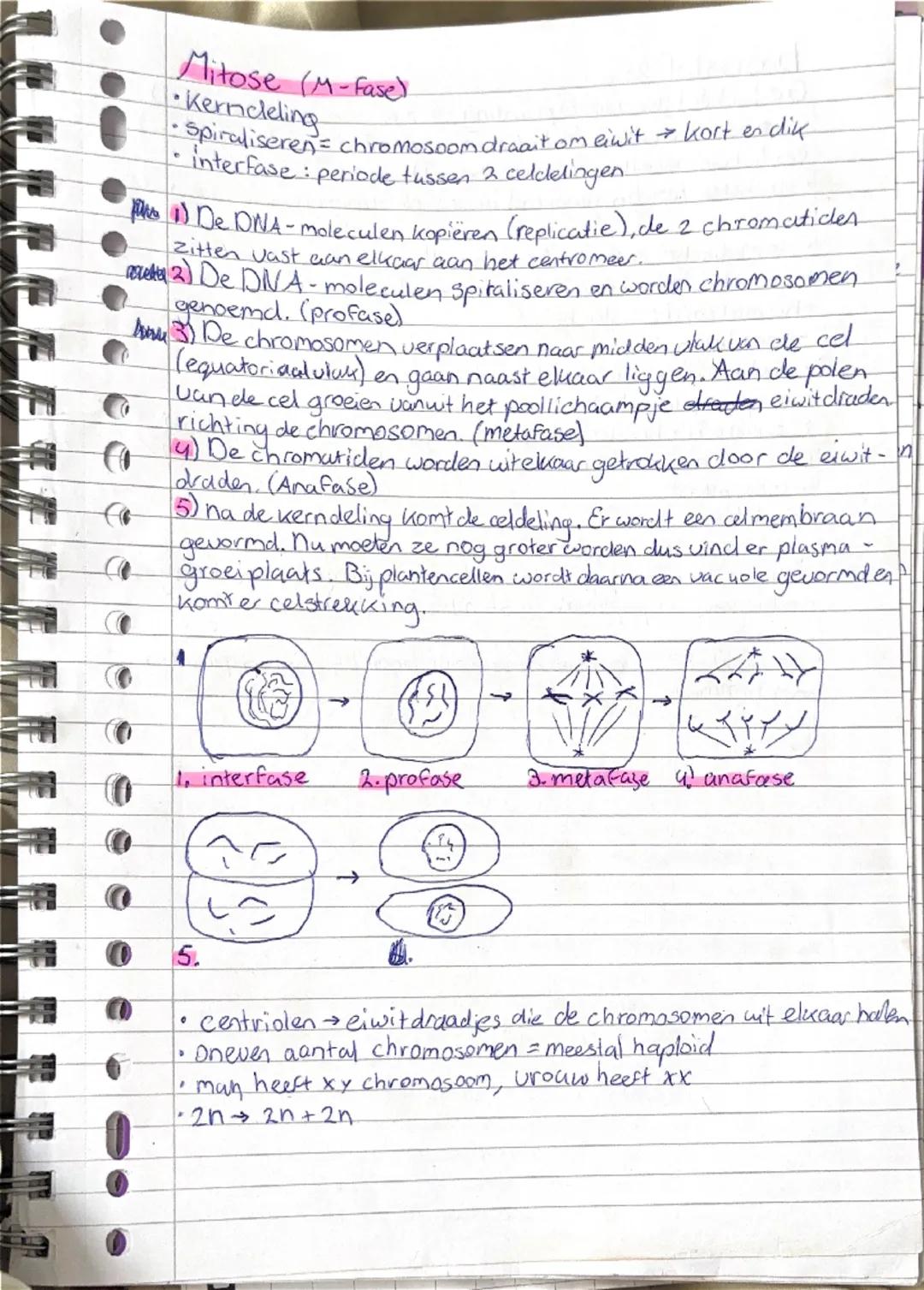 ## Biologie Thema 2: voortplanting en seksualiteit

### Basisstof 1:

**Ongeslachtelijke voortplanting**
- ontstaan nakomelingen uit 1 ouder