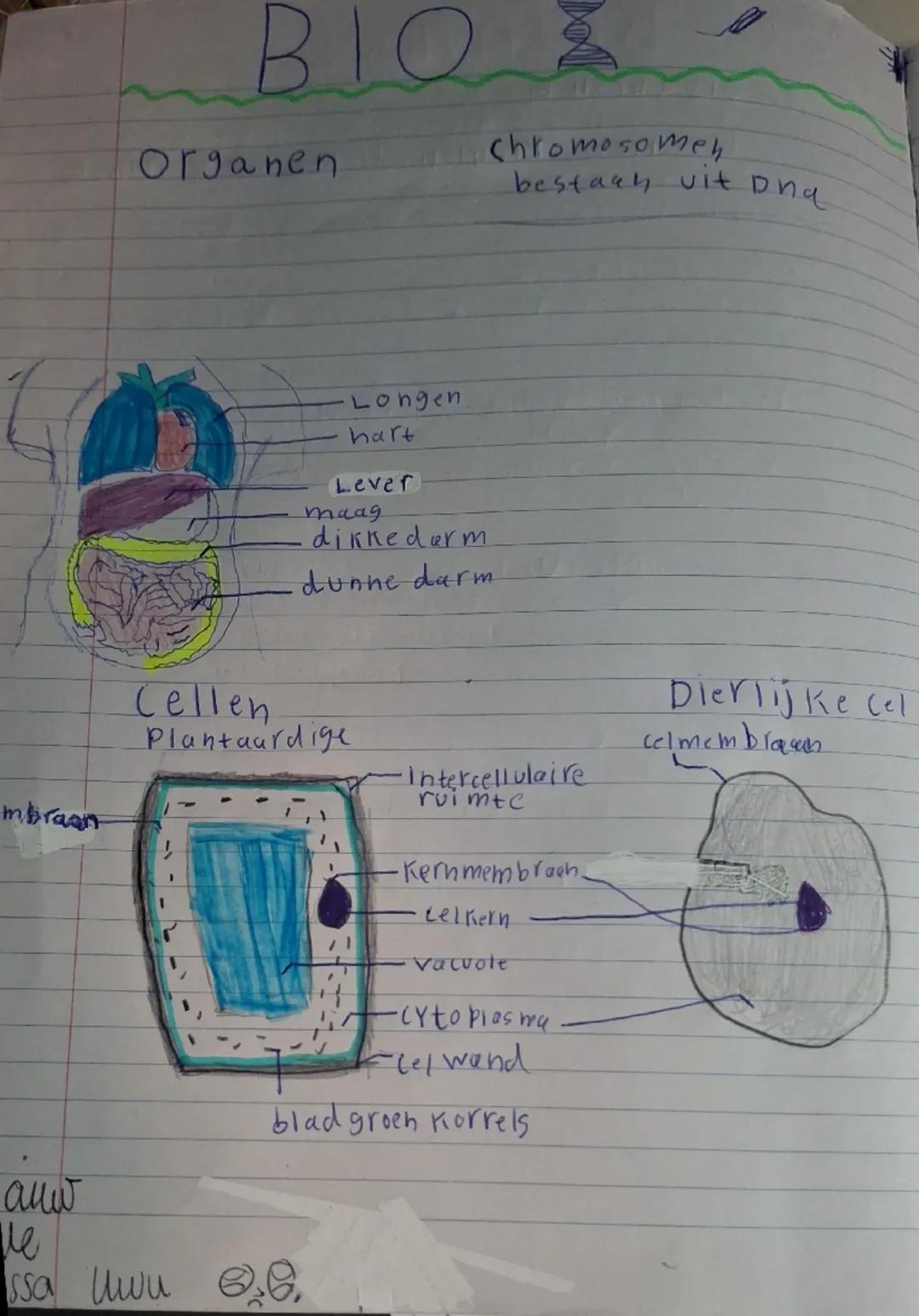 BIO

Organen chromosomeh
bestach uit Dha

Longen
hart
Lever
maag
dikkedarm
dunne darm

Cellen
Plantaardige

mbraan
Intercellulaire
ruimte

-