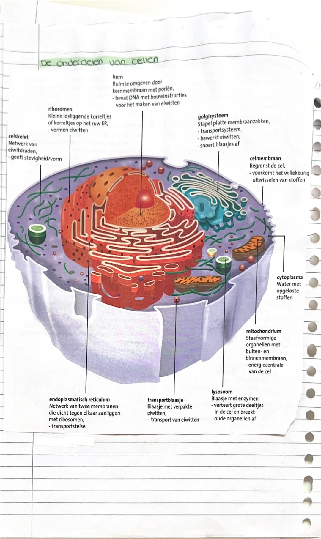 ## Biologie hoofdstun 2

2.1 menselijke en dierlijke cellen
De biologie doen verschillende onderzoeken over van alles.
Om daar een overzicht