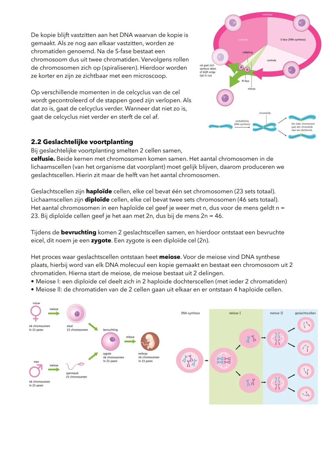 H2 Voortplanting
2.1 Ongeslachtelijke voorplanting
Natuurlijke ongeslachtelijke voortplanting
Cellen kunnen zich voortplanten door celdeling
