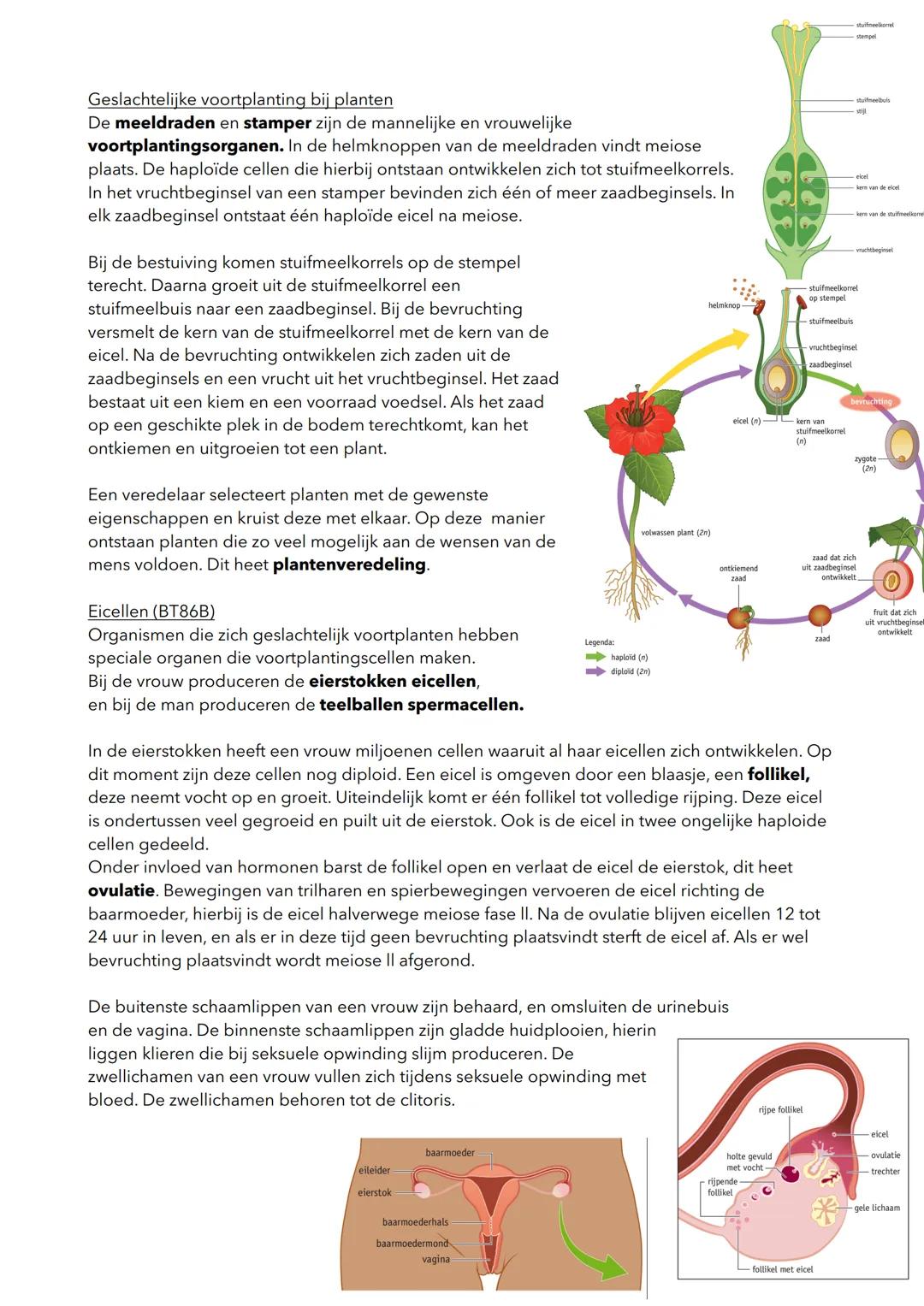 H2 Voortplanting
2.1 Ongeslachtelijke voorplanting
Natuurlijke ongeslachtelijke voortplanting
Cellen kunnen zich voortplanten door celdeling
