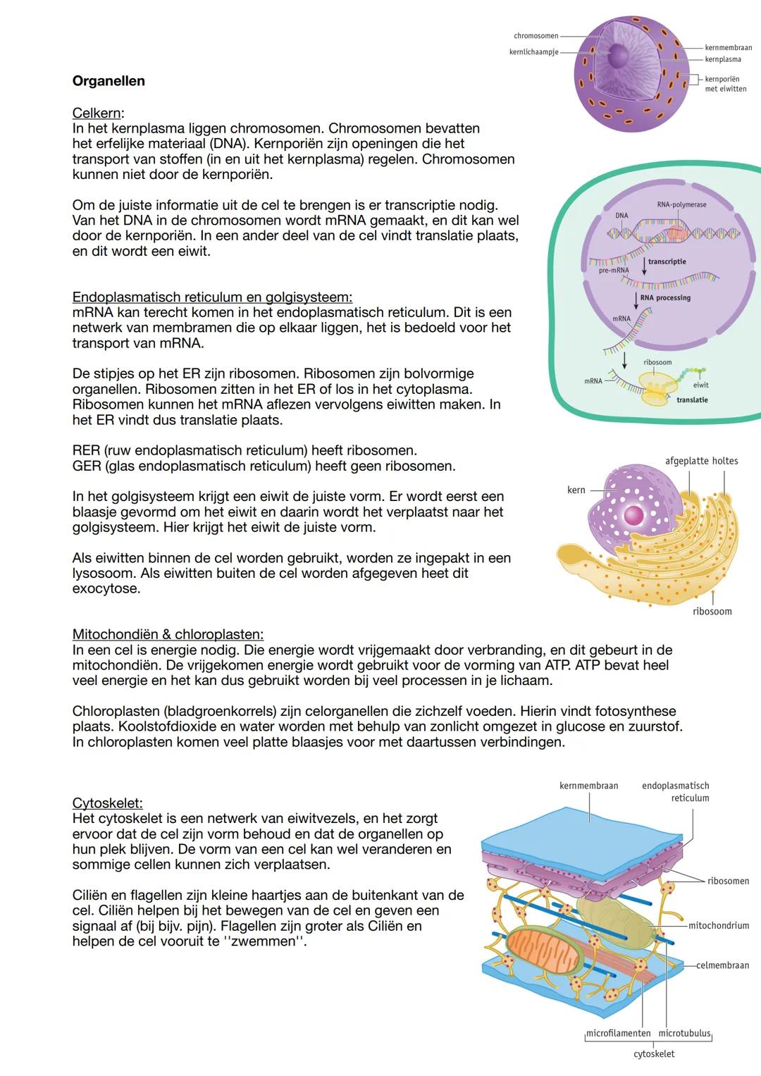Biologie samenvatting
Biologie is overal
In de biologie bestudeer je organismen. Dit zijn levende wezens zoals
planten, dieren, schimmels en