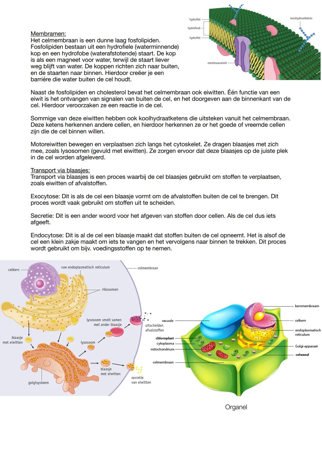 Biologie samenvatting
Biologie is overal
In de biologie bestudeer je organismen. Dit zijn levende wezens zoals
planten, dieren, schimmels en