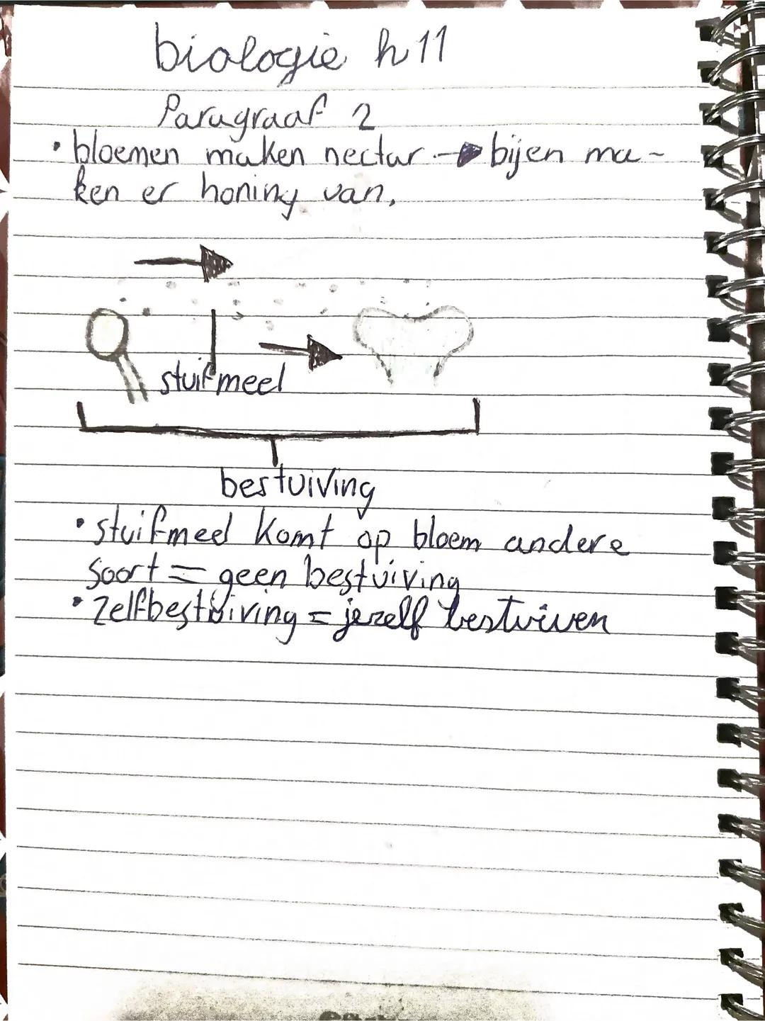 biologie h 11
Paragraaf 2
•bloemen maken nectar - bijen maken er honing van,
stuifmeel
bestuiving
• stuifmeel komt op bloem andere
soort