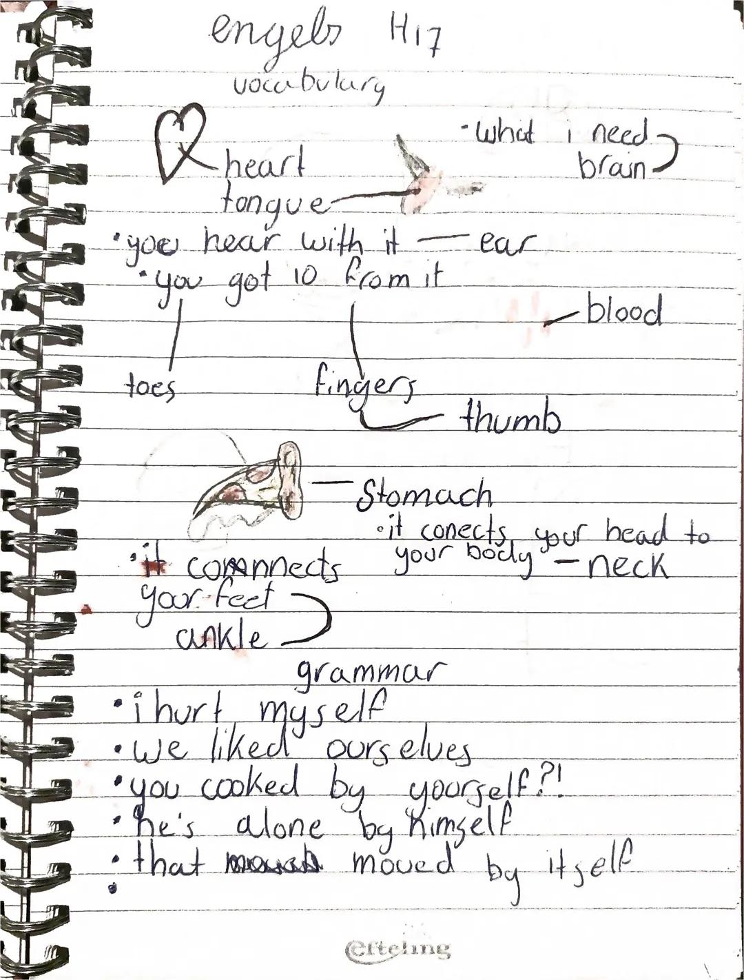 biologie h 11
Paragraaf 2
•bloemen maken nectar - bijen maken er honing van,
stuifmeel
bestuiving
• stuifmeel komt op bloem andere
soort