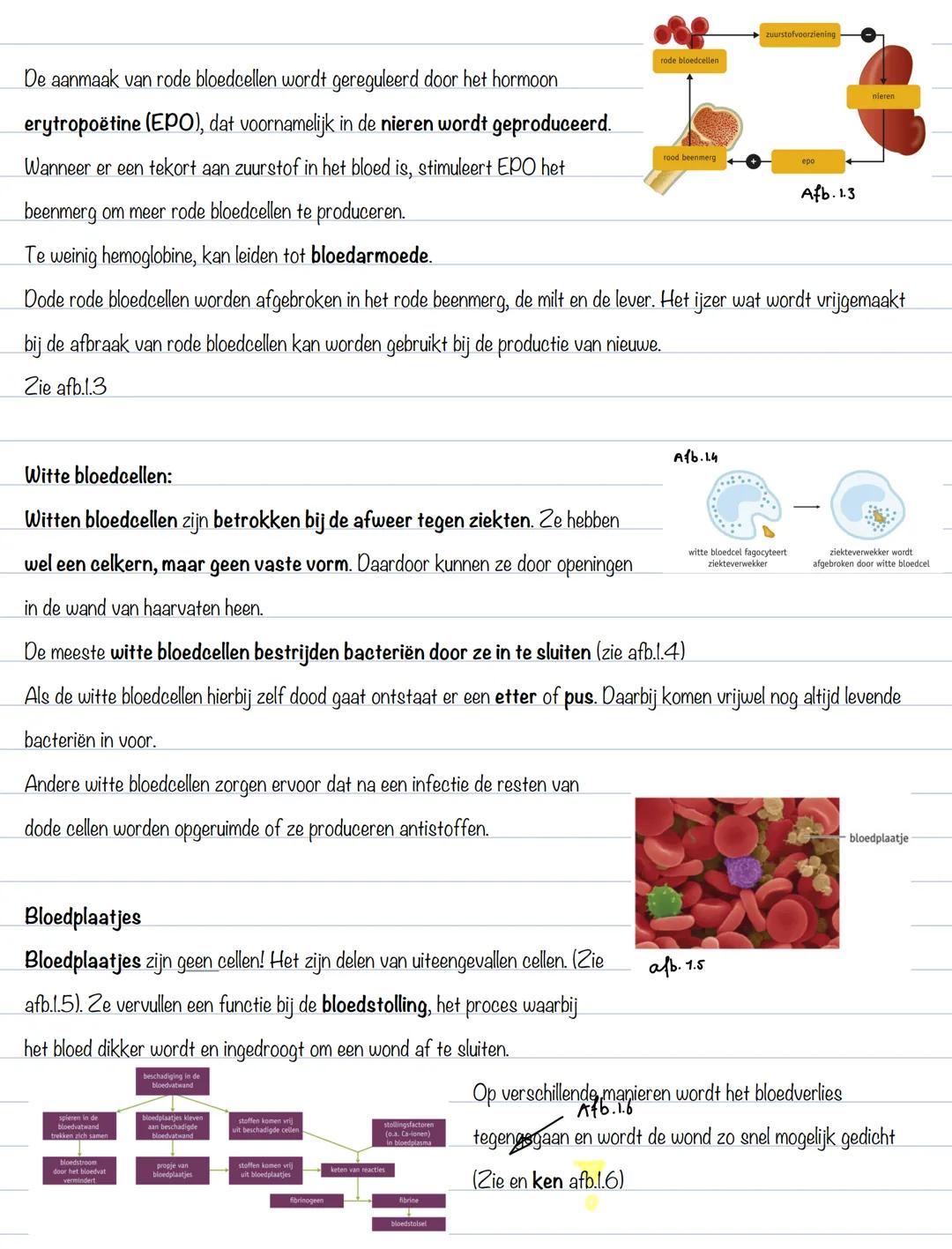 Jesper Pawlice
BS 1: het bloed
Afb.1.1
Bloedplasma:
Bloedsamenstelling: (zie afb. 1.1)
- 55% bloedplasma
- Water met opgeloste stoffen
- 4