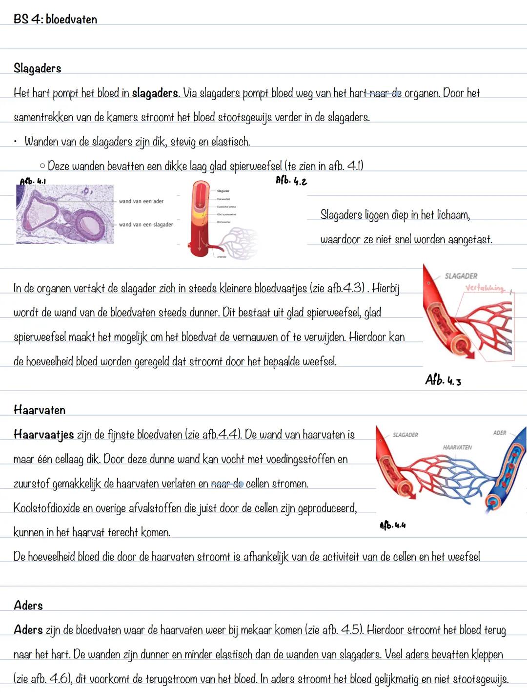 Jesper Pawlice
BS 1: het bloed
Afb.1.1
Bloedplasma:
Bloedsamenstelling: (zie afb. 1.1)
- 55% bloedplasma
- Water met opgeloste stoffen
- 4