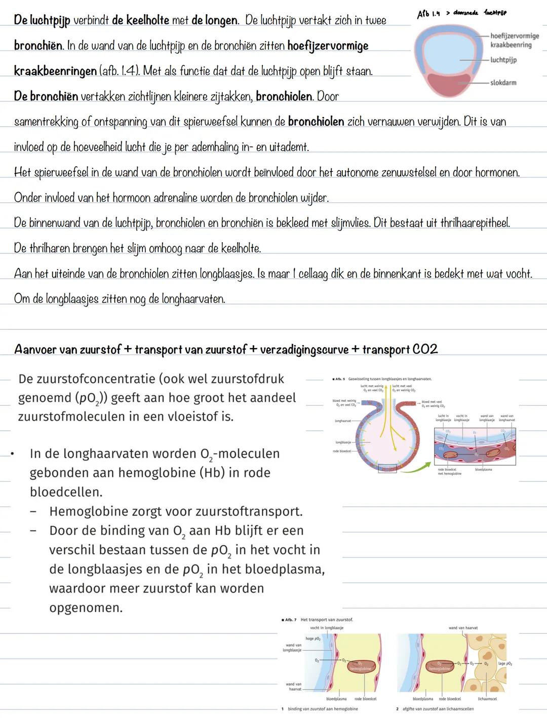 BS 1: gaswisseling
Uitscheiding
Het afvoeren van afvalstoffen heet uitscheiding. Organen die voor uitscheiding zorgen zijn de longen, de hui