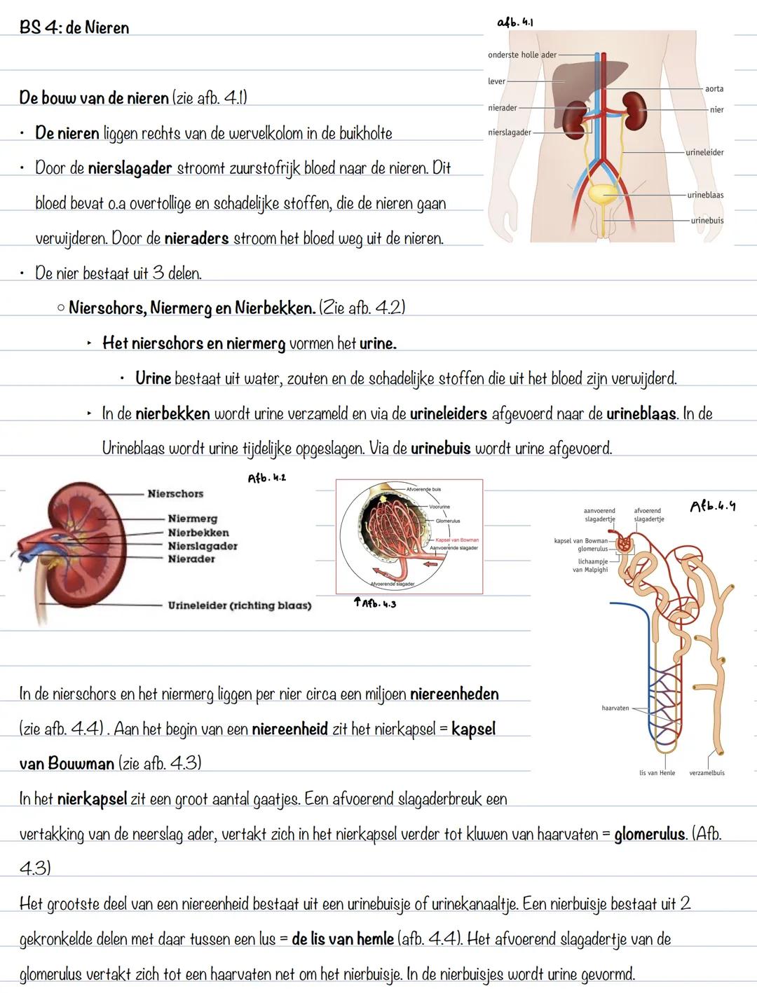 BS 1: gaswisseling
Uitscheiding
Het afvoeren van afvalstoffen heet uitscheiding. Organen die voor uitscheiding zorgen zijn de longen, de hui