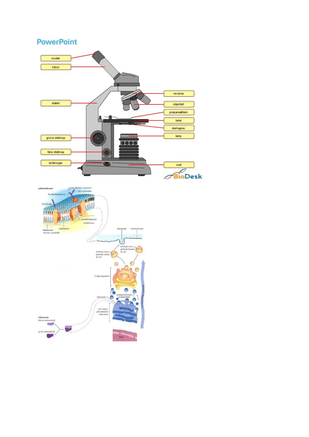 1.1 Wat kun je met biologie?
Biofysica, onderzoekt de werking van en interactie tussen cellen om te verklaren hoe
bepaalde problemen ontstaa