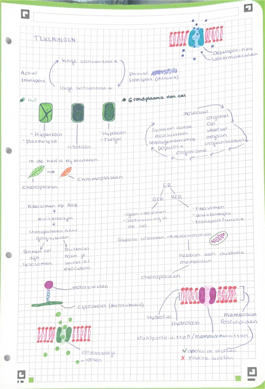 Organismen:
Levende vezens zoals planten, dieren, schimmers en bacterien
Stofwisseling:
Alle chemische (scheikundige) reacties in een organi