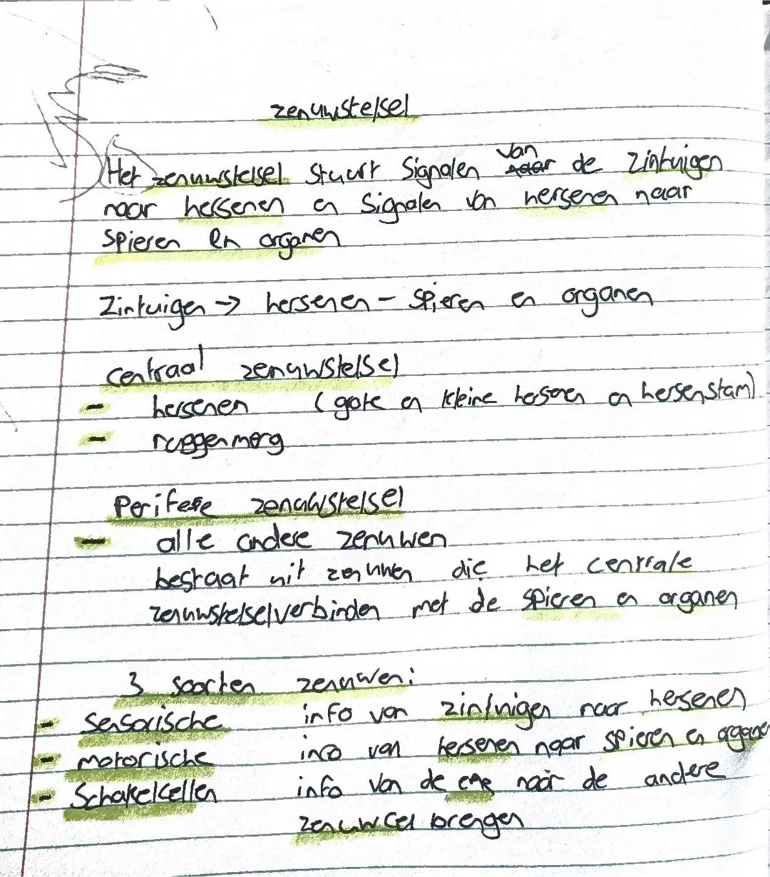 Biologie hoofdstuk zenuwstelsel