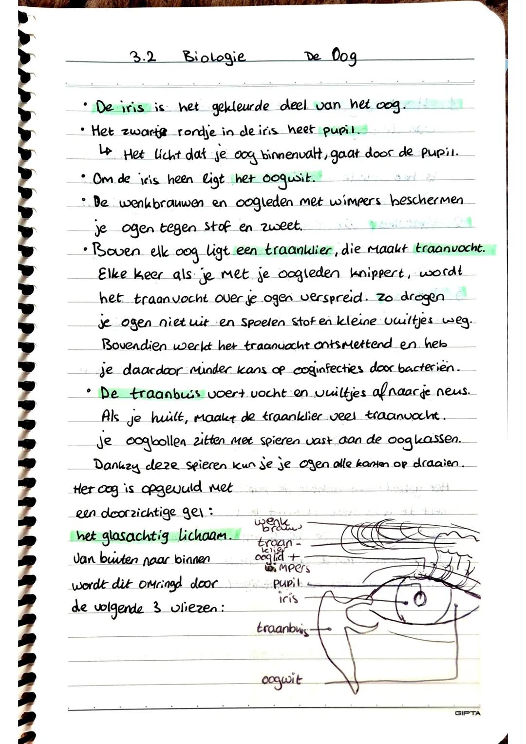 3.2
Biologie
De Oog
• De iris is het gekleurde deel van het oog.
• Het zwarte rondje in de iris heet pupil.
↳ Het licht dat je oog binnenval