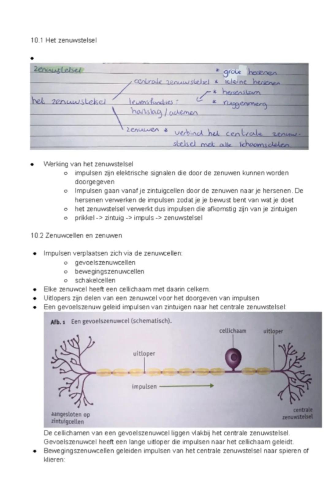 Biologie zenuwen plaatjes